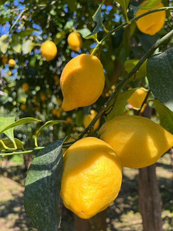 Tenuta Di Leva Piano di Sorrento Bagian luar foto